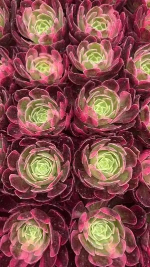 Aeonium 'Crimson Flame Lotus' Variegated — wholesale Aeonium from Yunnan, China