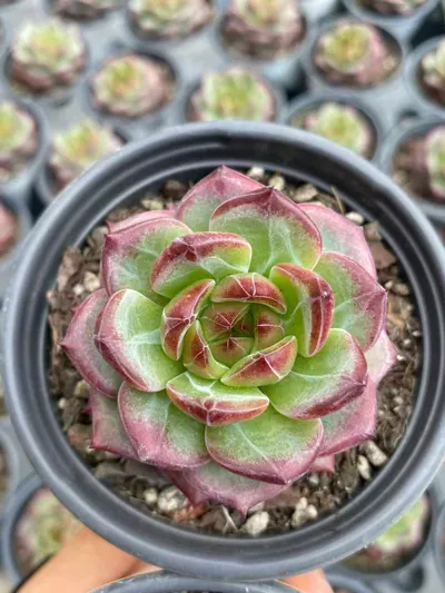 Red Jade — photo 2 of 6
