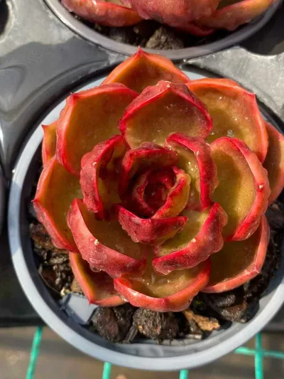 Red Lantern — photo 1 of 5