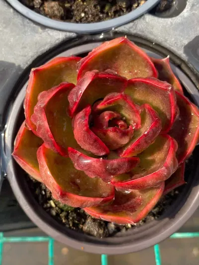 Red Lantern — photo 3 of 5