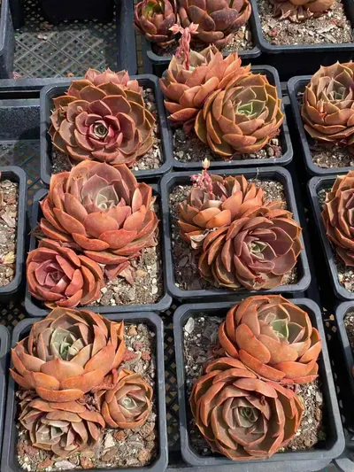 Red Lantern Twin-head — wholesale Echeveria from Yunnan, China