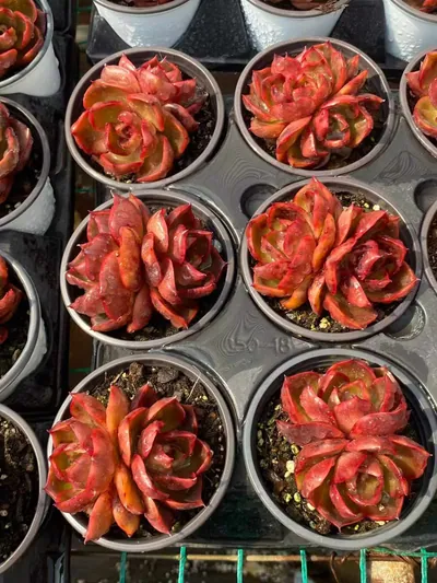 Red Lantern Twin-head — photo 6 of 6