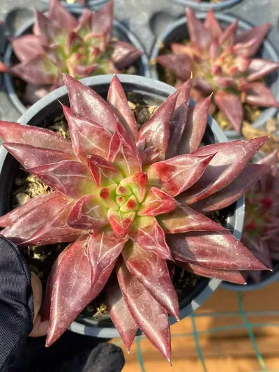 Red Soul — photo 1 of 4
