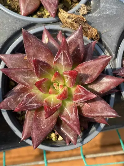 Red Soul — photo 2 of 4