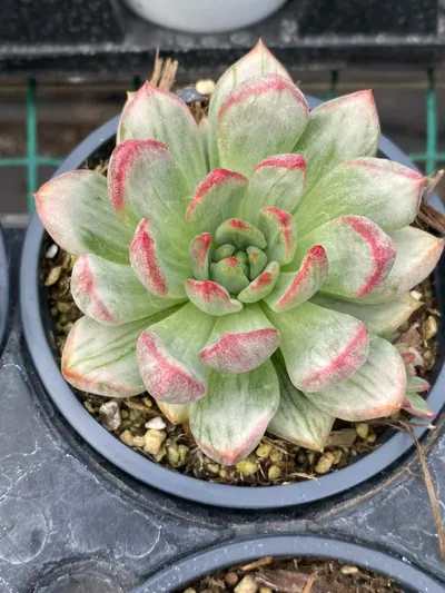 Red Wine Streaked Variegated — wholesale Echeveria from Yunnan, China