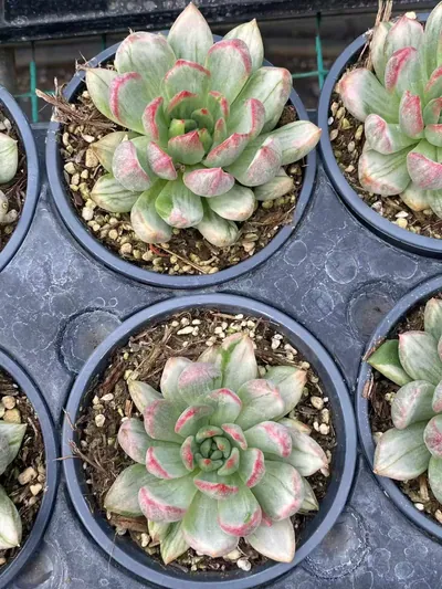 Red Wine Streaked Variegated — photo 2 of 6