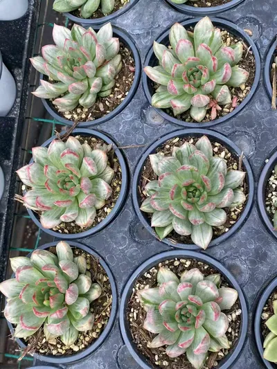 Red Wine Streaked Variegated — photo 3 of 6
