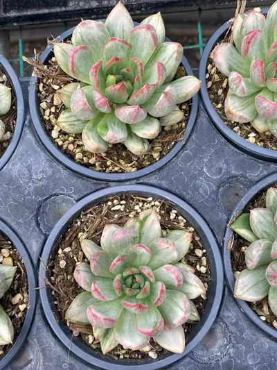 Red Wine Streaked Variegated — photo 5 of 6