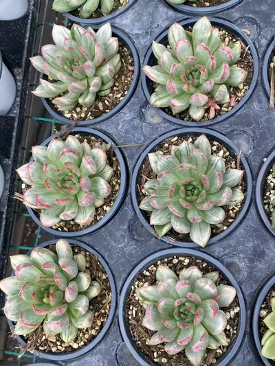 Red Wine Streaked Variegated — photo 6 of 6