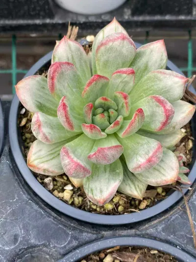 Echeveria Red Wine Streaked Variegated succulent — wholesale export from Yunnan, China