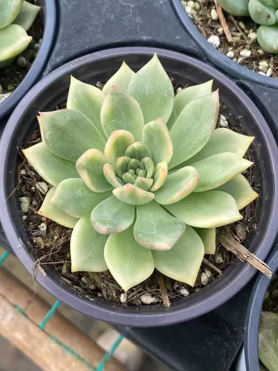 Red Wine Variegated — wholesale Echeveria from Yunnan, China