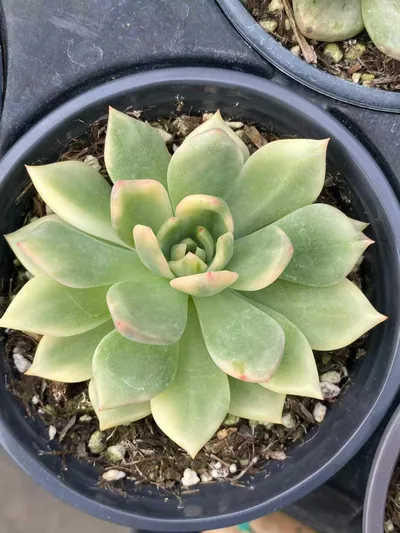 Red Wine Variegated — photo 2 of 6
