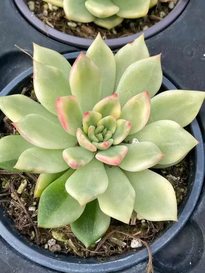 Red Wine Variegated — photo 3 of 6