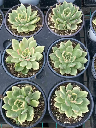 Red Wine Variegated — photo 4 of 6