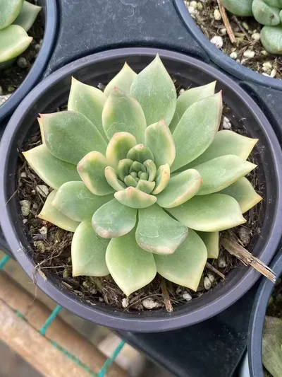 Echeveria Red Wine Variegated succulent — wholesale export from Yunnan, China