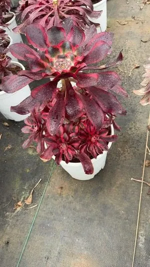 Aeonium Aeonium 'Red Sorceress' succulent — wholesale export from Yunnan, China