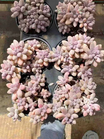 Rice Ball Cluster — photo 2 of 4