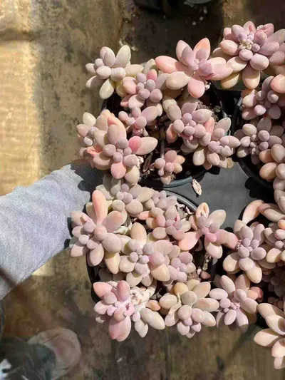 Rice Ball Cluster — photo 3 of 4