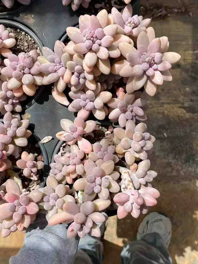 Rice Ball Cluster — photo 4 of 4