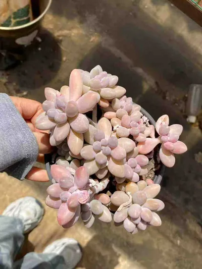 Echeveria Rice Ball Cluster succulent — wholesale export from Yunnan, China