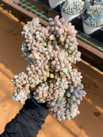 Rice Ball Crested — photo 2 of 6