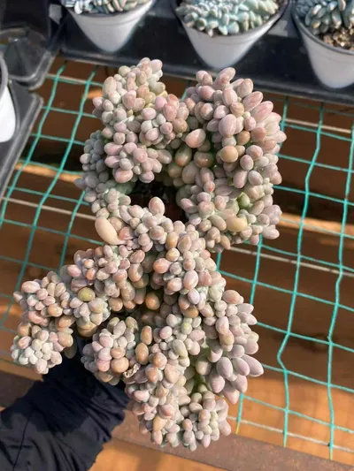 Rice Ball Crested — photo 3 of 6