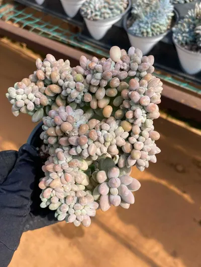 Rice Ball Crested — photo 4 of 6