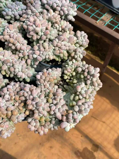 Rice Ball Crested — photo 5 of 6
