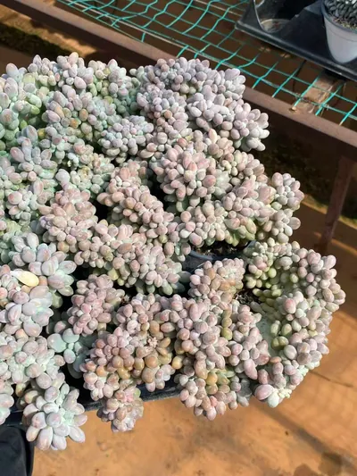 Rice Ball Crested — photo 6 of 6