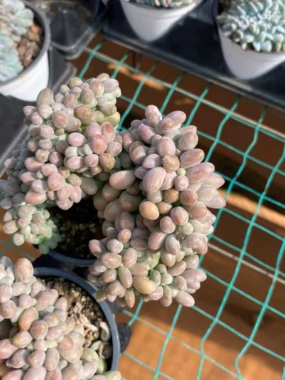 Echeveria Rice Ball Crested succulent — wholesale export from Yunnan, China