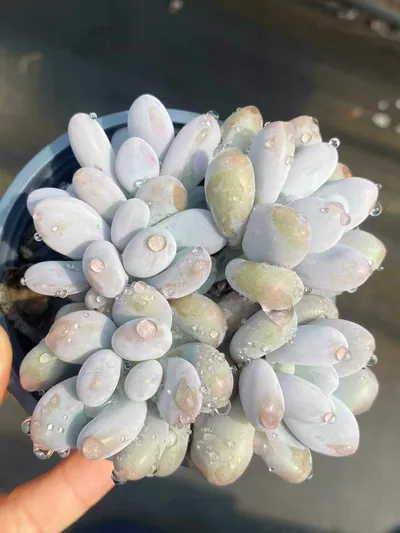 Echeveria Rice Cake succulent — wholesale export from Yunnan, China