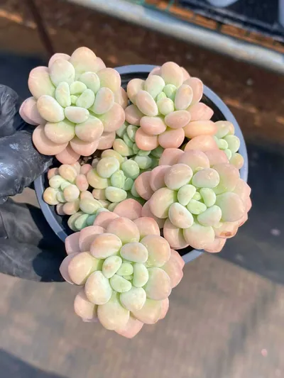 Rococo Cluster — photo 2 of 6