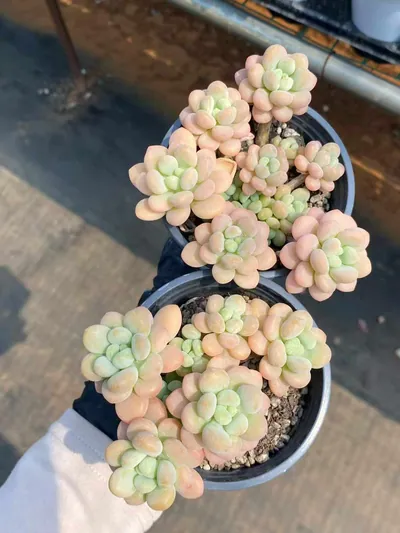 Rococo Cluster — photo 3 of 6