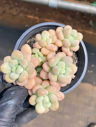 Rococo Cluster — photo 4 of 6