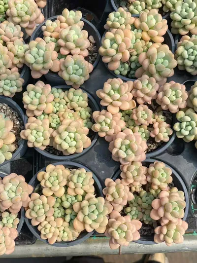 Rococo Cluster — photo 5 of 6