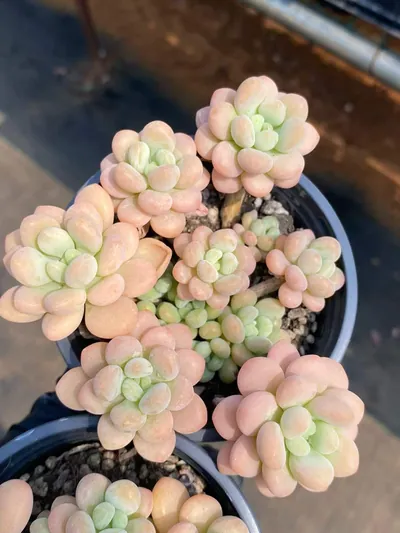 Rococo Cluster — photo 6 of 6
