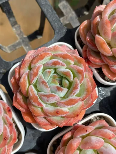 Rose Fragrance — wholesale Echeveria from Yunnan, China