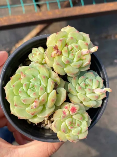 Rose Lotus (Short Stem) — photo 1 of 5