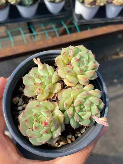Rose Lotus (Short Stem) — photo 2 of 5