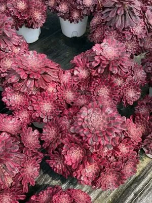 Aeonium Aeonium 'Rouge Beauty' Old Stem, Large Cluster succulent — wholesale export from Yunnan, China