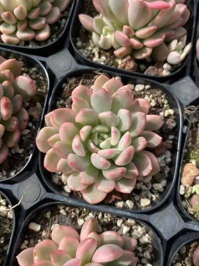 Echeveria Ruby Variegated succulent — wholesale export from Yunnan, China
