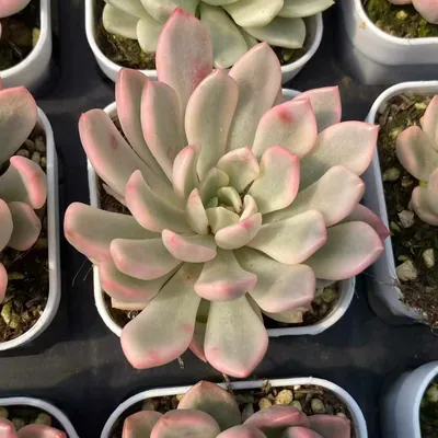 Ruby Variegated — photo 1 of 6