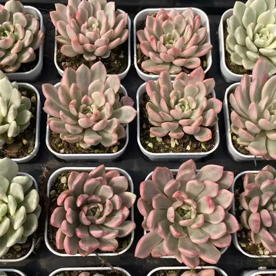 Ruby Variegated — photo 3 of 6