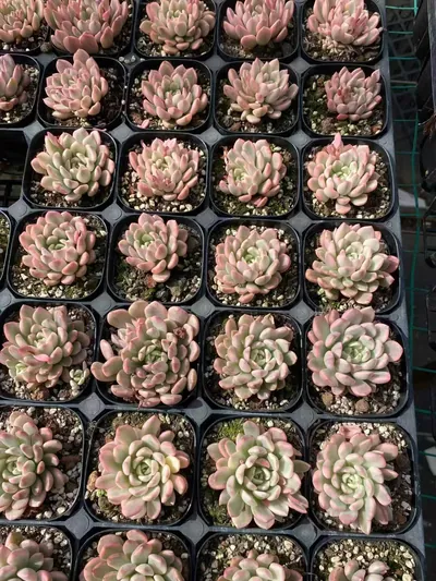Ruby Variegated — photo 5 of 6
