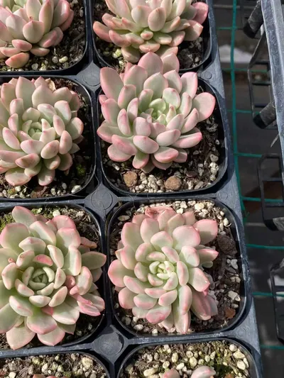 Ruby Variegated — photo 6 of 6