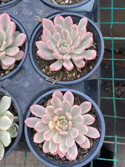 Ruby Variegated (Red Form) — photo 2 of 6