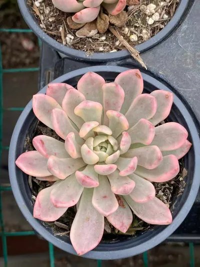 Ruby Variegated (Red Form) — photo 3 of 6