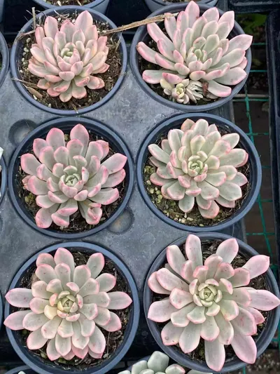 Ruby Variegated (Red Form) — photo 4 of 6