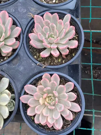 Ruby Variegated (Red Form) — photo 6 of 6