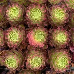 Aeonium Aeonium 'Sea Fairy' Plug Tray Seedling succulent — wholesale export from Yunnan, China